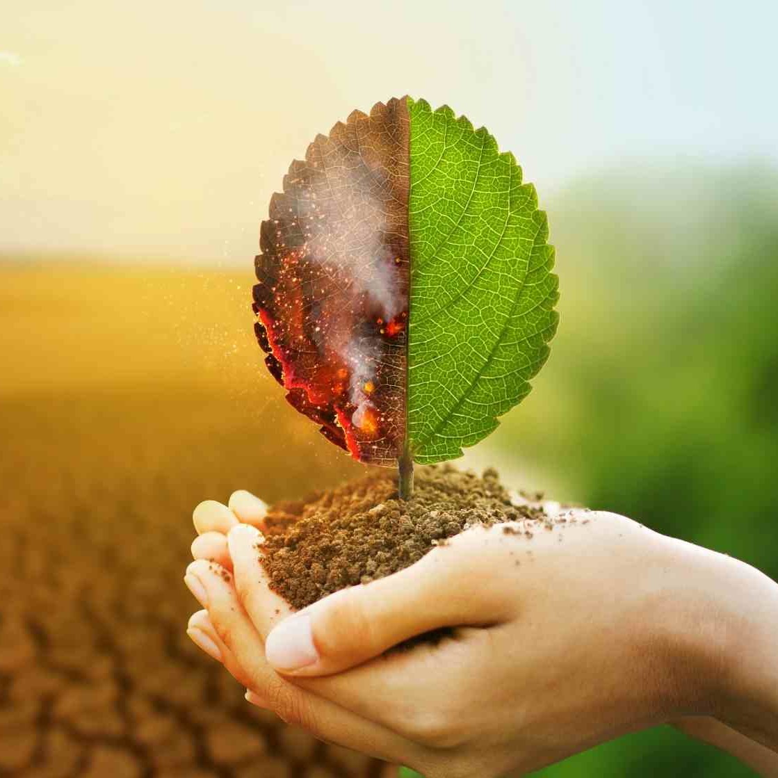 Sustainability Management