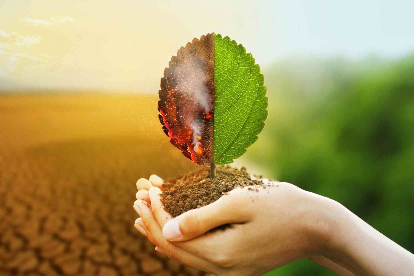 Sustainability Management